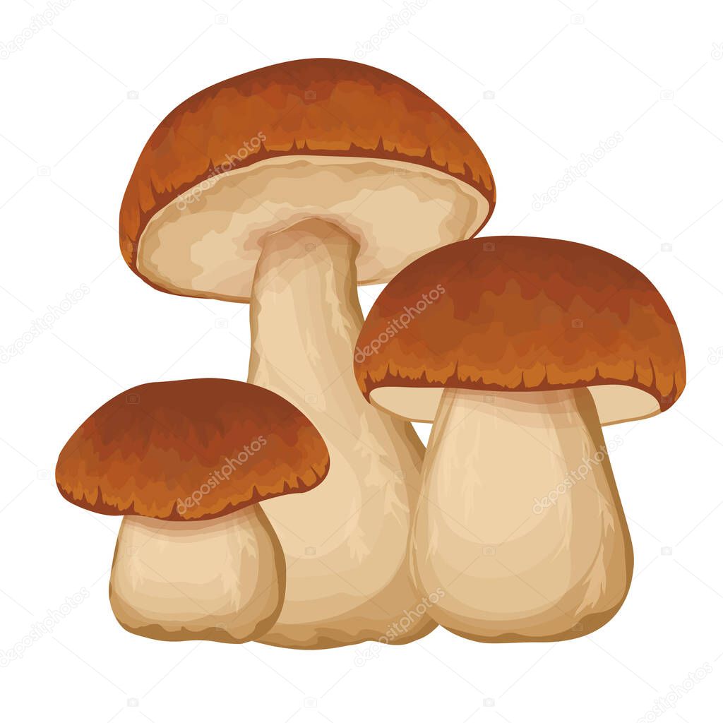 Forest fresh eatable brown penny bun or porcino isolated on white background. Seasonal mushrooming botanical vector illustration.