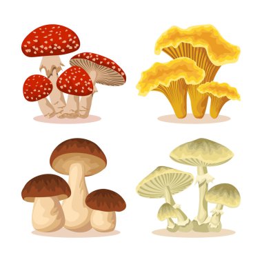 Taze yenebilir sarı chanterelles veya girolle, kahverengi penili çörek veya porcino. Beyaz arka planda bulunan zehirli sinek ve manita phalloides ya da zehirli mantarlar. Mantar vektör illüstrasyon kümesi.