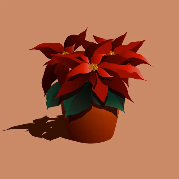 Potted Roodachtige Poinsettia Met Groen Blad Botanie Bloemvector Illustratie Van — Stockvector
