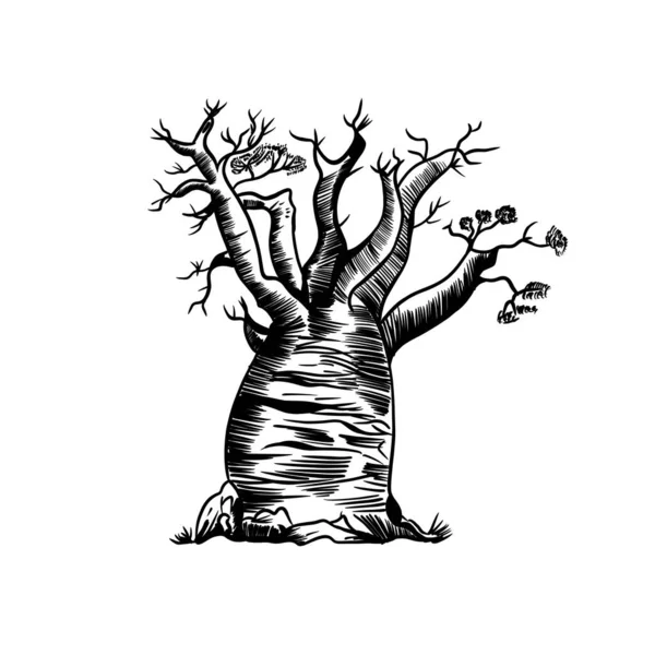 Schizzo disegnato vettoriale dell'albero di baobab, stile doodle con linee nere — Vettoriale Stock