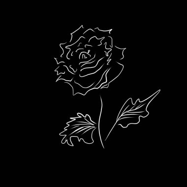 El çizimi beyaz gül vektör çizimi, karalama biçimi