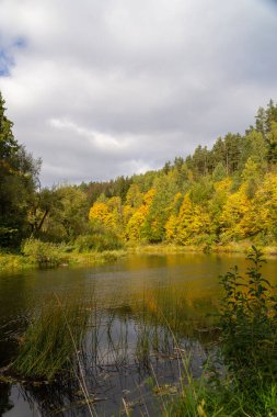 Nehir sonbahar ormanından akıyor. Sonbahar Orman Günü