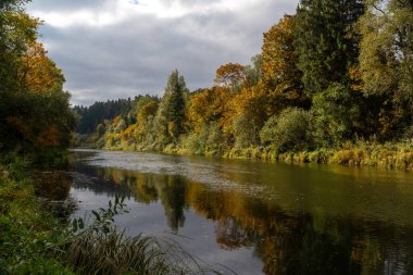 Nehir sonbahar ormanından akıyor. Sonbahar Orman Günü