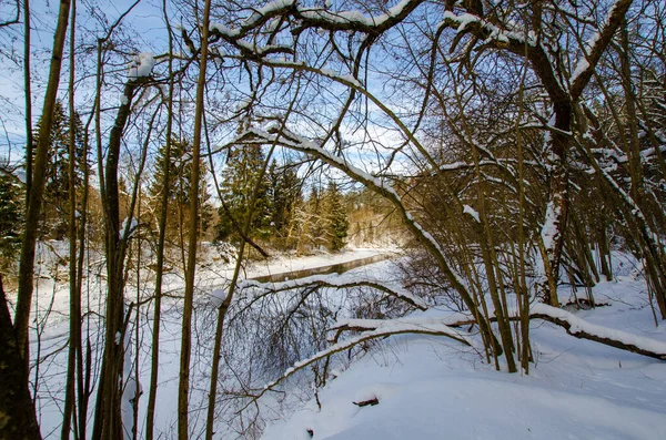 Kış Ormanının Ortasında Donmuş Bir Nehir Kış Doğası Belarus — Stok fotoğraf