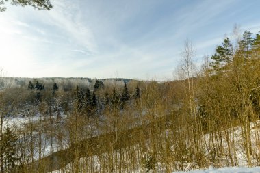 Kış ormanının ortasındaki uçurumdan nehre kadar manzara. Kışın ağaçlar kar altında Belarus