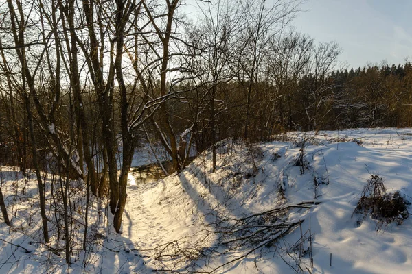 阳光灿烂的冬季雪地森林 白俄罗斯的冬季性质 — 图库照片