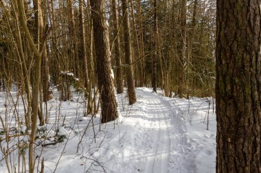 Kış ormanında kayak pisti. Beyaz Rusya 'nın güzel doğası