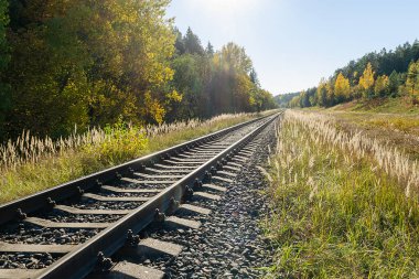 Sonbahar ormanında demiryolu. Sonbahar Orman Günü