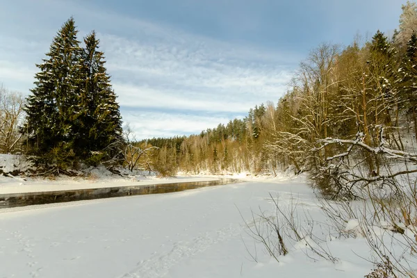 Rivier Het Winterbos Gaat Verte Winterse Natuur Van Belarus — Stockfoto