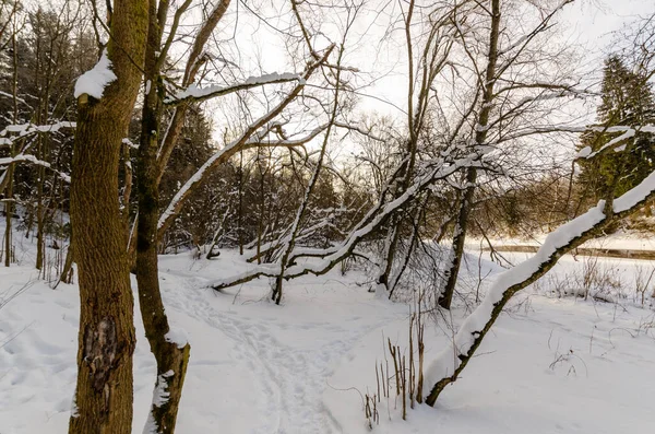 Schoonheid Van Het Winterbos Bomen Sneeuw Winterse Natuur Van Belarus — Stockfoto