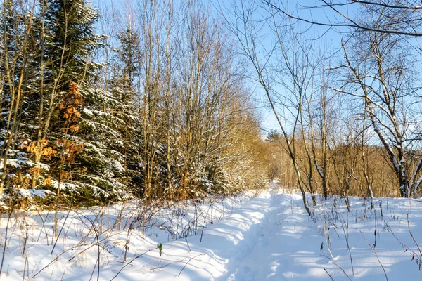 阳光灿烂的冬季雪地森林 白俄罗斯的冬季性质 免版税图库照片