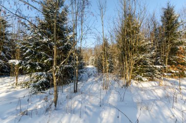 Güneşli bir günde karlı bir orman. Beyaz Rusya 'nın kış doğası