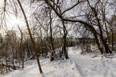 Kış ormanında karlı bir patika. Kış doğasının güzelliği