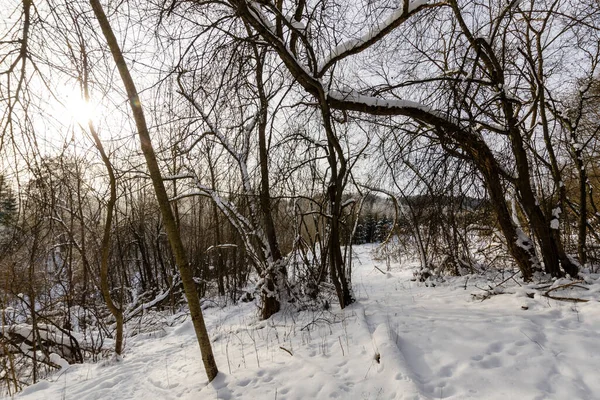 Kış ormanında karlı bir patika. Kış doğasının güzelliği