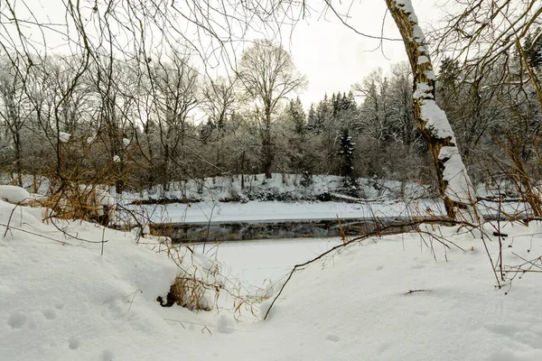 Rivier Stroomt Het Winterbos Aard Van Belarus — Stockfoto