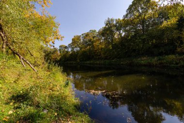Sonbaharda Belarus 'un doğasının güzelliği. Sonbahar ormanında akan nehir. Mavi gökyüzü ve sarı yapraklar