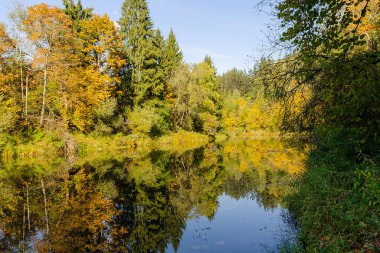Sonbaharda Belarus 'un doğasının güzelliği. Sonbahar ormanında akan nehir. Mavi gökyüzü ve sarı yapraklar