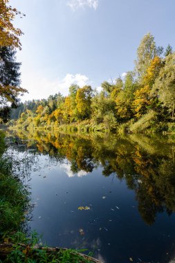 Sonbaharda Belarus 'un doğasının güzelliği. Sonbahar ormanında akan nehir. Mavi gökyüzü ve sarı yapraklar
