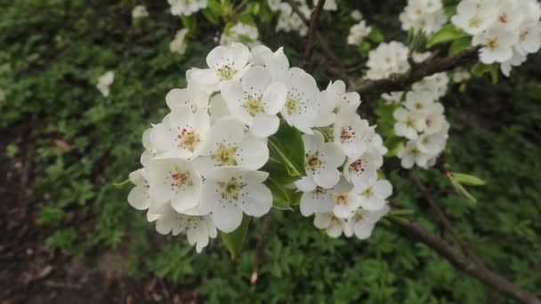 Malé bílé květy na stromě na jaře. Kvetoucí strom