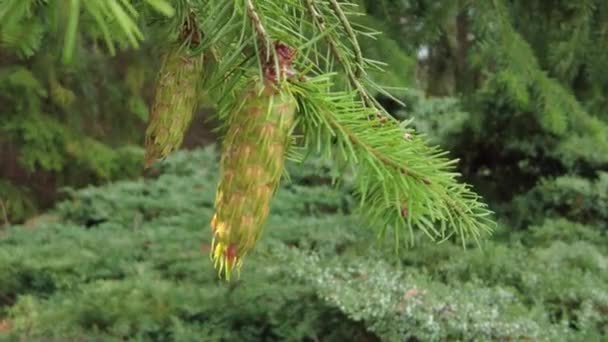 Cones on the branches of coniferous trees