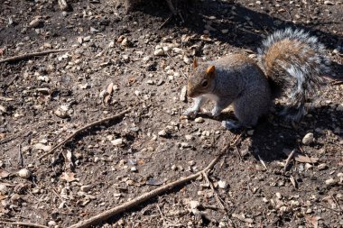 Central Park, NYC 'de bir New York sincabı