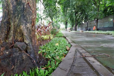 Parkta bir orman manzarası