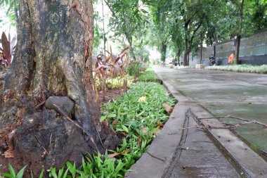 Parkın güzel manzarası