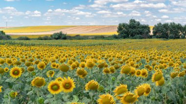 Ayçiçeği mavi gökyüzüne karşı doğal arkaplan. Ayçiçeği açıyor. Sarı ayçiçeğiyle tarımsal alana yakın çekim.