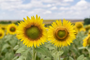 Ayçiçeği mavi gökyüzüne karşı doğal arkaplan. Ayçiçeği açıyor. Sarı ayçiçeğiyle tarımsal alana yakın çekim.