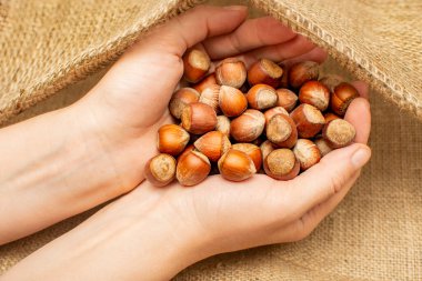 Kadın elleri çuvala fındık koyar. Filberts yığını yakın çekim, üst manzara. Sağlıklı organik gıda konsepti. Çiftlik ürünleri.