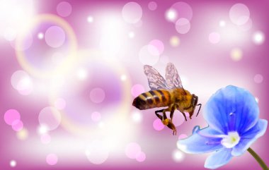 Bir arı polen toplamak için çiçek üzerinde uçar. Vektör illüstrasyonu.