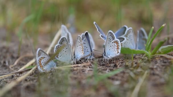 Mooie Blauwe Vlinders Icarus Polyommatus Close Zitten Het Gras Het — Stockvideo