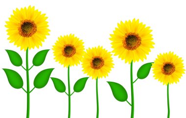 Farklı boyutlarda çiçek açan ayçiçeği grubu beyaz arkaplanda izole edilmiş gerçekçi vektör çizimi.