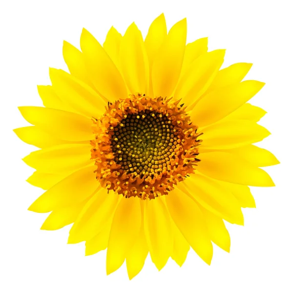 Blühende Sonnenblume Realistische Vektor Illustration Isoliert Auf Weißem Hintergrund — Stockvektor