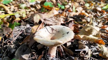 Sonbahar mantarı yakın plan..