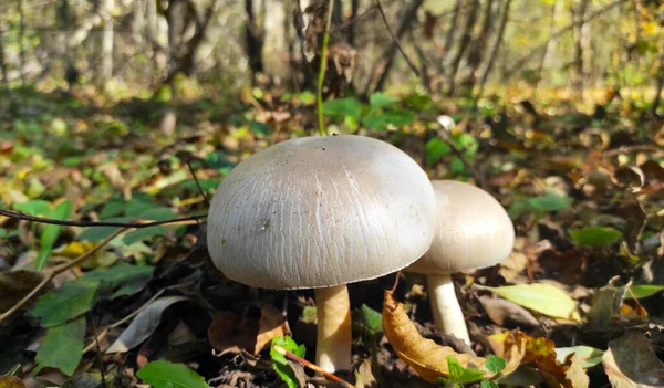 Autumn Forest Two Mushrooms Close — Stock Photo, Image