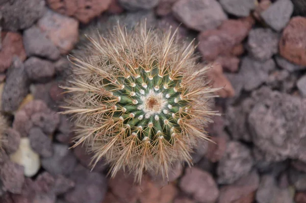 Cactus Succulent Growing Desert Areas Waterless Environment — Stock Fotó