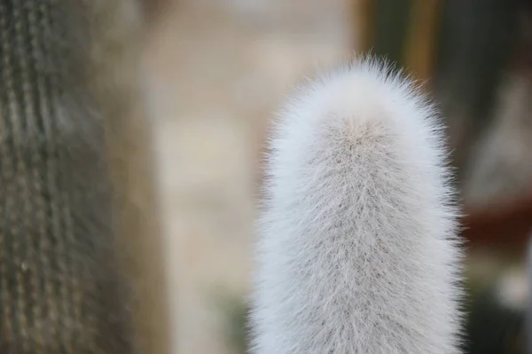 Cactus, succulent growing in desert areas. Waterless environment.