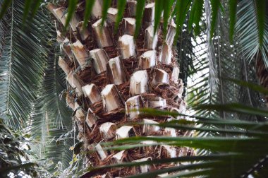 Palm tree with leaves. An exotic plant. Tropical trees. Great for wallpaper.