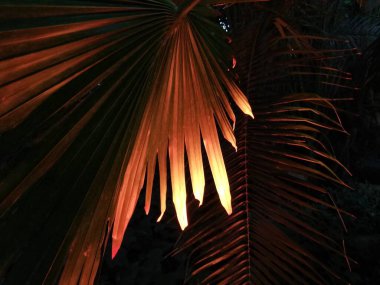 Highlighted plants. Exotic plants. Atmospheric photos. A beautiful evening in the tropics.