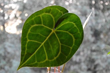 A green tropical plant, an egoistic plant. It grows in warm countries. Perfect for wallpaper.