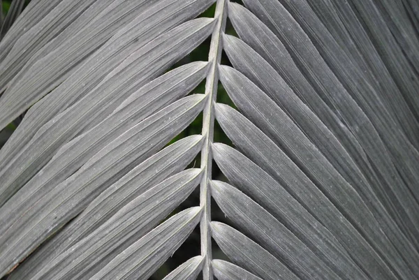 Palmera Con Hojas Una Planta Exótica Árboles Tropicales Ideal Para — Foto de Stock