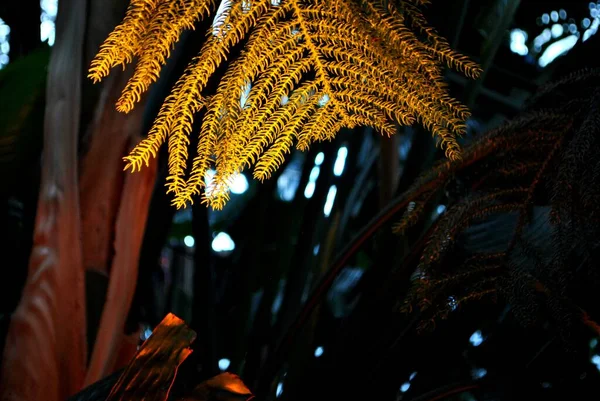 Highlighted Plants Exotic Plants Atmospheric Photos Beautiful Evening Tropics — Zdjęcie stockowe