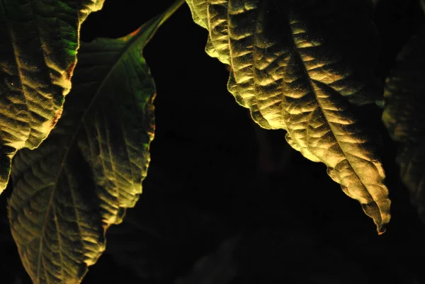 Highlighted plants. Exotic plants. Atmospheric photos. A beautiful evening in the tropics.