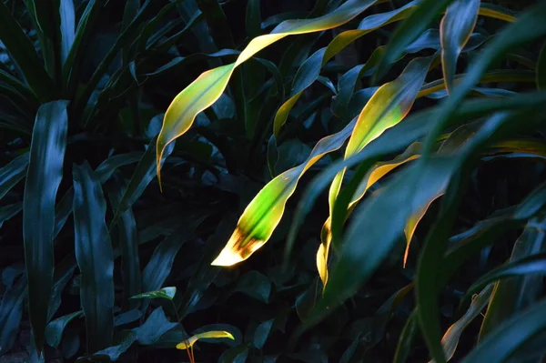 Highlighted Plants Exotic Plants Atmospheric Photos Beautiful Evening Tropics — Stock Photo, Image
