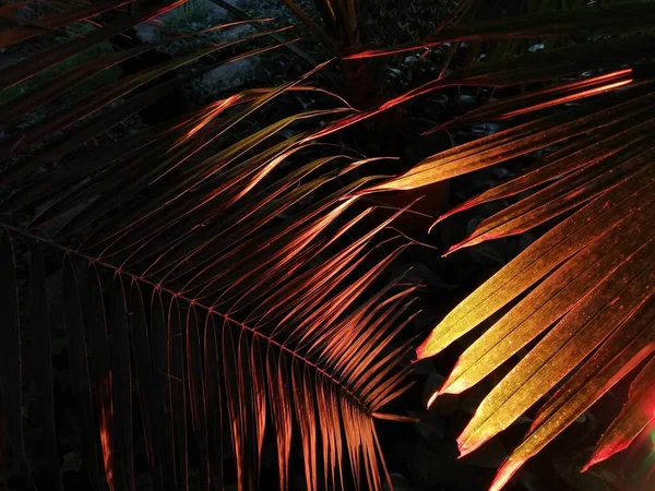Highlighted plants. Exotic plants. Atmospheric photos. A beautiful evening in the tropics.