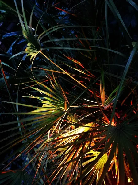 Highlighted Plants Exotic Plants Atmospheric Photos Beautiful Evening Tropics — Zdjęcie stockowe