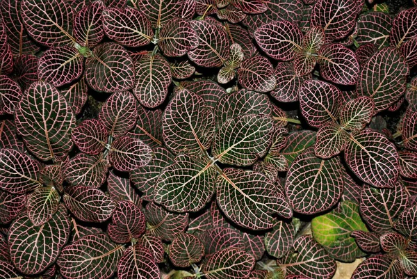Green Tropical Plant Egoistic Plant Grows Warm Countries Perfect Wallpaper — Stok fotoğraf