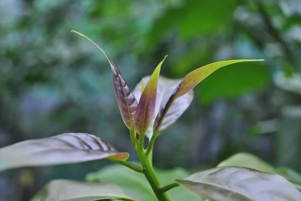 Green Tropical Plant Egoistic Plant Grows Warm Countries Perfect Wallpaper — Zdjęcie stockowe