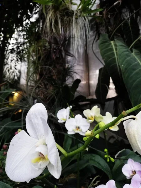 Прекрасна Тропічна Квітка Екзотична Рослина Ідеально Підходить Тла Або Шпалер — стокове фото